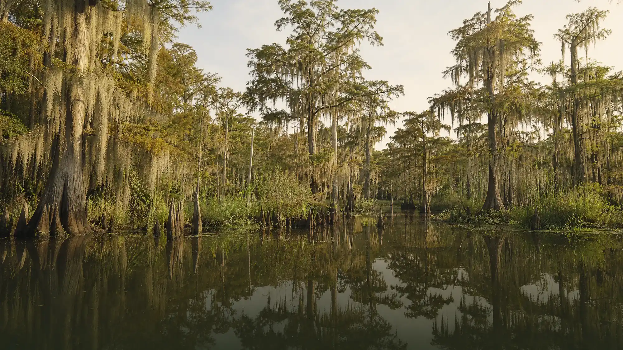 Erkunden Sie 70.000 Acres geschützten Sumpfwald. Finden Sie die passenden Bootstouren, Kajakverleihe und Transportmöglichkeiten ab New Orleans für Ihren Besuch.