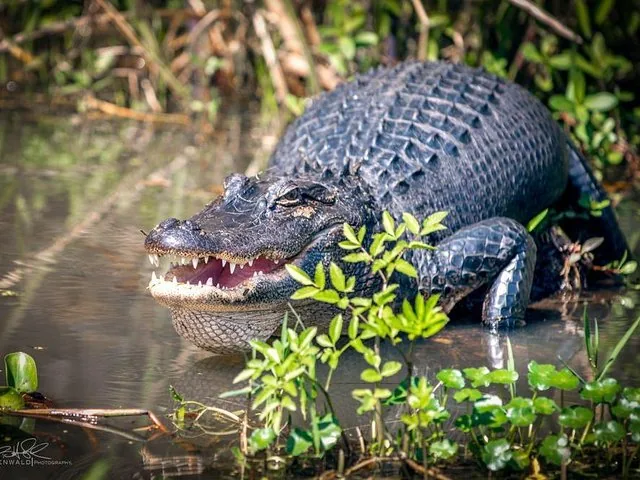 A large alligator resting in the shallow water of the Honey Island Swamp.