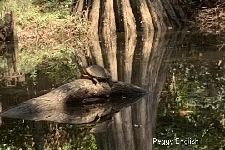 A turtle resting on a floating log in the swamp water.