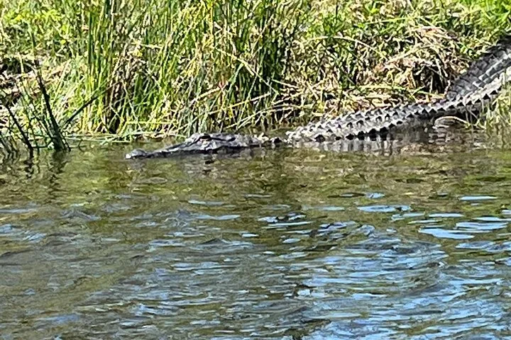 Ein Alligator schwimmt durch das dunkle Wasser in der Nähe des grasbewachsenen Sumpfufers.
