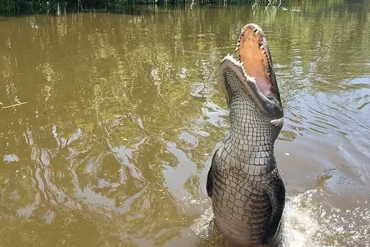 Ein Alligator schnellt mit geöffnetem Maul aus dem Sumpfwasser.