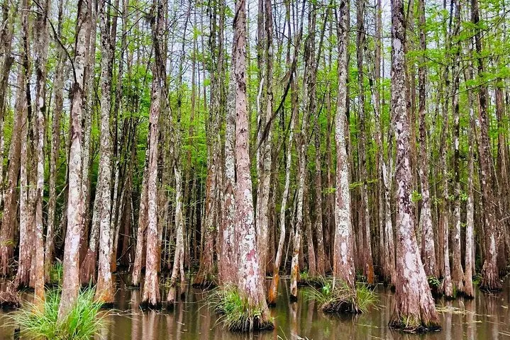 Un groupe dense de grands cyprès s'élevant des eaux du marais.