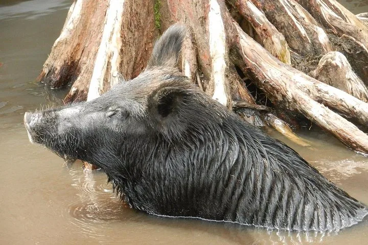 Un sanglier pataugeant dans l'eau près des racines d'arbres dans le marais.