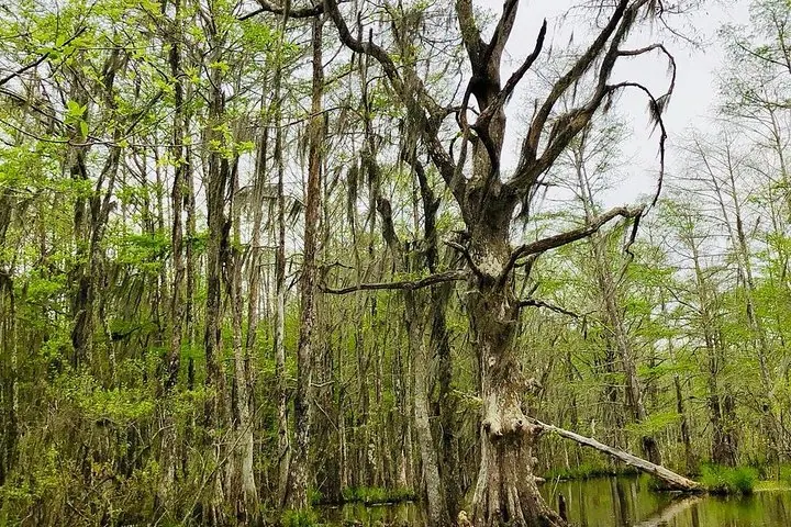 Ein Blick auf die hohen, moosbehangenen Bäume im Honey Island Swamp.
