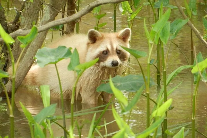 Ein Waschbär watet durch flaches Wasser zwischen grünen Pflanzen im Sumpf.
